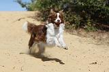 BORDER COLLIE 088